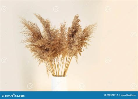 Beautiful Natural Golden Pampas Grass Or Cortaderia Selloana In A Ceramic Vase Agains On Beige