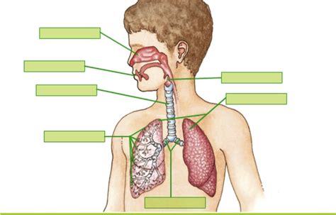 Ficha Interactiva De Sistema Respiratorio Para Segundo De Primaria