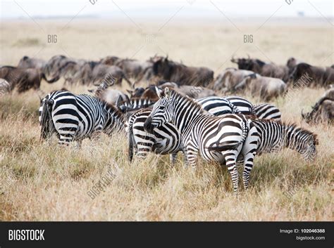 Herd Wildebeest Zebra Image & Photo (Free Trial) | Bigstock