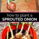 How To Plant A Sprouted Onion Happy Mothering