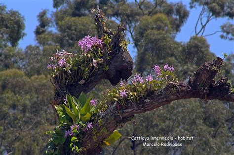 Cattleya Intermedia Habitat Marcelo Rodrigues Flickr