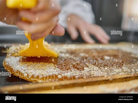 Apiculture Nid D Abeille Et Mains Avec Des Outils Pour La Collecte L