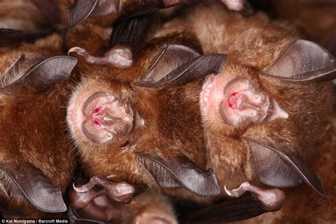 Pictures Reveal Thousands Of Bats Huddling In Japanese Cave Daily