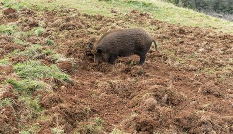 Signs of Damage: Feral Hogs | Forestry and Natural Resources