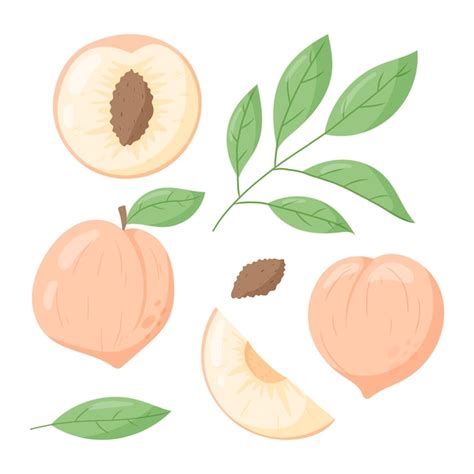 Premium Vector A Whole Peach And A Half Or A Slice Of Fruit With A