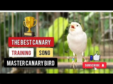 The Best Champion Canary Masters Spanish Timbrado Song For Training