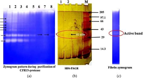 Zymogram And Molecular Weight Estimation Of Cfr Protease A