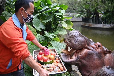 深圳野生动物园动物吃大餐 闹花灯过元宵节深圳plus