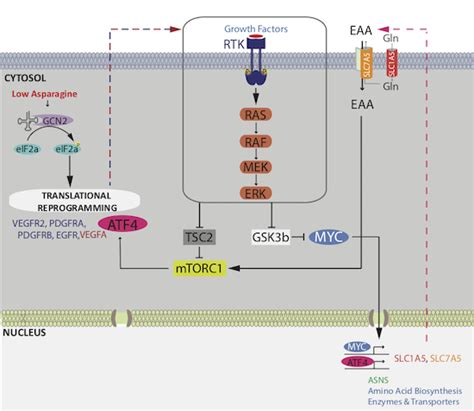 Mapk Signaling Regulates Cmyc For Melanoma Cell Adaptation To