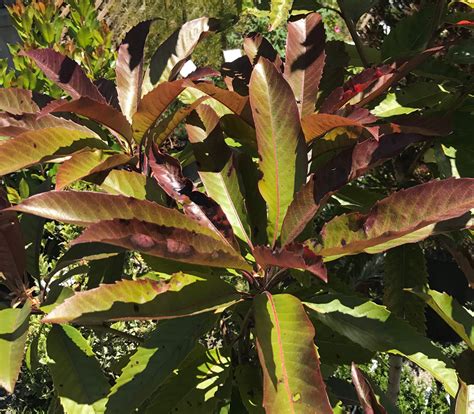 Eriobotrya deflexa - Bronze Loquat - Seeds