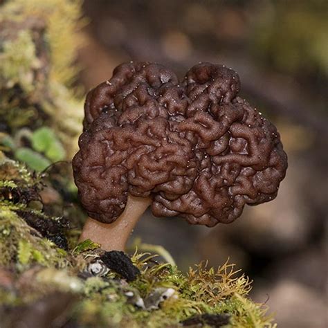 Gyromitra esculenta | About Tasmania