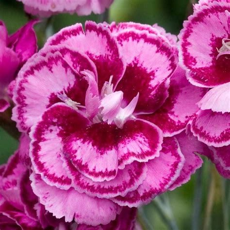 Dianthus Moulin Rouge Pinks Perennial Garden Plug Plants Pack X6