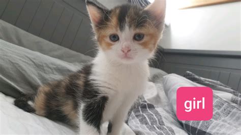 Mixed breed kittens for sale | in Heathrow, London | Gumtree