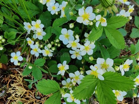 Wild flowers in the spring stock photo. Image of spring - 247899478