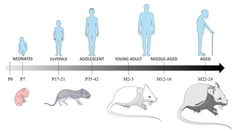 Mouse Ages Telegraph