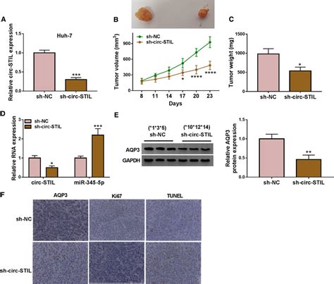 Knockdown Of Circ Stil Limited Tumor Growth In Vivo A The Nude Mice