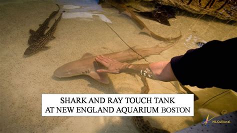 Shark And Ray Touch Tank At New England Aquarium Boston Youtube