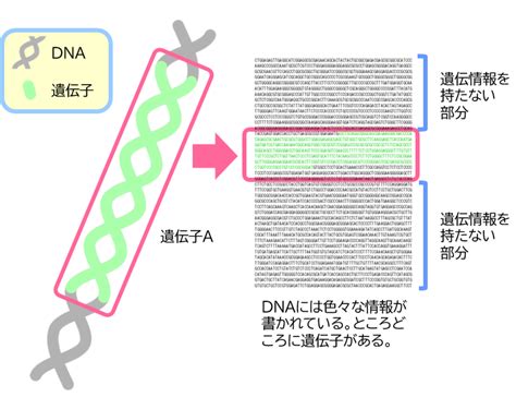 遺伝子についてわかりやすく解説 おしえてdnaチップ研究所！ 株式会社dnaチップ研究所