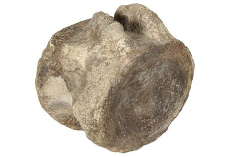 6" Fossil Sauropod Dinosaur Caudal Vertebra - Morocco (#190002) For Sale - FossilEra.com