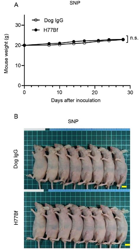 Body Weights And Appearance Of The Mice A Body Weights Of Mice