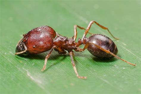 Hechos Acerca De Las Hormigas Rojas Plagaswiki