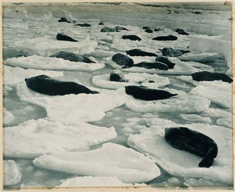 Photos From The First Australian Antarctic Expedition Of 1911-1914 (29 pics)