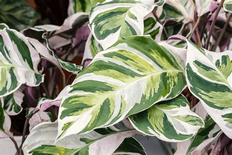 53 Calathea Variegata Images Stock Photos 3d Objects And Vectors