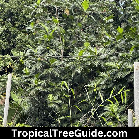 The Ultimate Guide To Growing Breadfruit Trees Tropical Tree Guide