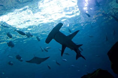 Great Hammerhead Facts Diet Habitat And Pictures On Animaliabio