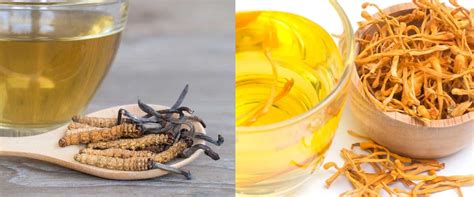How To Make The Best Cordyceps Tea With Recipe