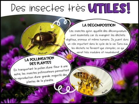 Dossier Sur Les Insectes