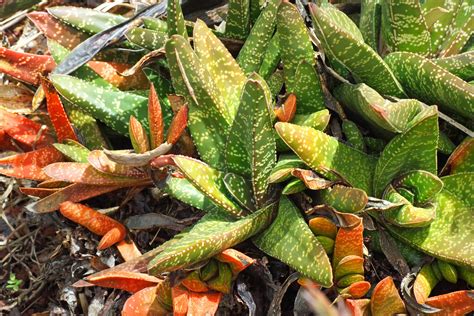 Gasteria carinata var. carinata growing in cultivation (pl… | Flickr