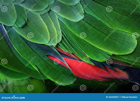 Green Parrot Feathers stock image. Image of effect, backgrounds - 36260981