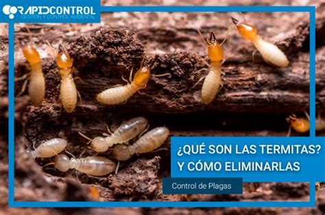 Qu Son Y C Mo Eliminar Las Termitas Control De Plagas