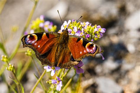 Papillon Paon Du Jour SquirAiles Creation