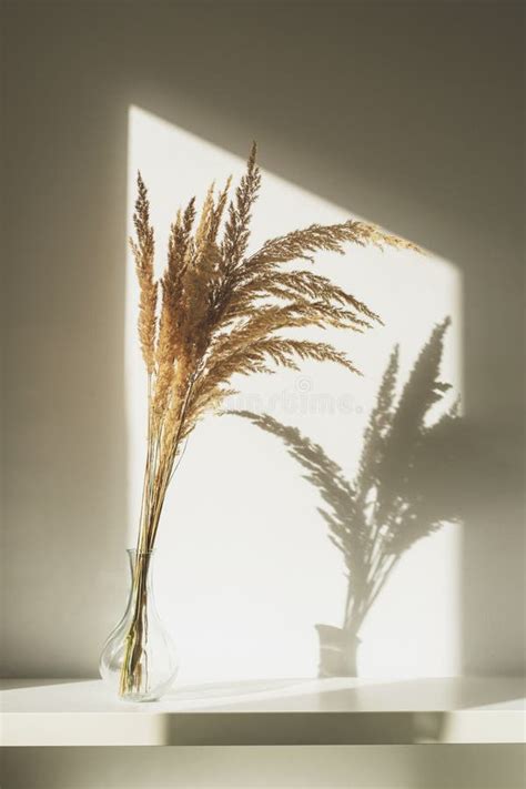 Pampas Hierba En Jarr N De Vidrio Con Luz Y Sombra Composici N M Nima