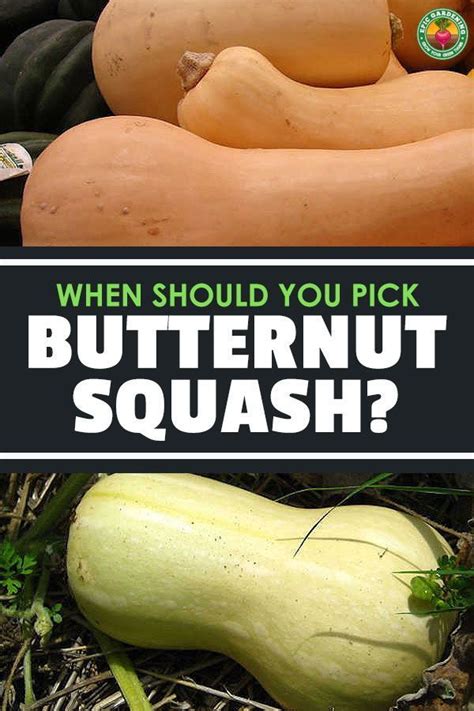 When To Harvest Butternut Squash How To Store It Artofit