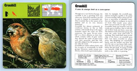 Crossbill Birds S Rencontre Safari Wildlife Card