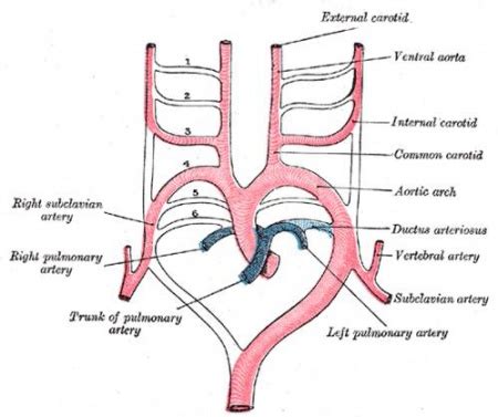 Intermediate Vascular Overview Embryology