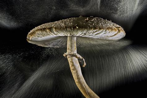 Sporing Mushroom International Photo Awards