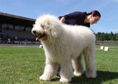 Komondor Large Dog Breed - Dog Breeders Guide