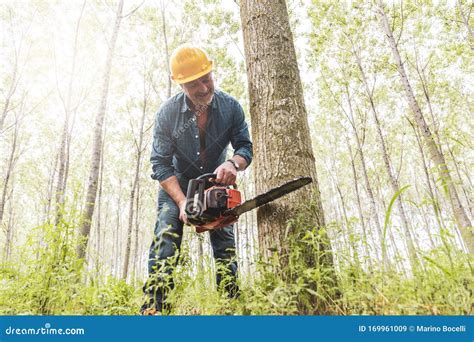 Experienced Lumberjack Is Cutting A Tree With A Chainsaw Stock Image