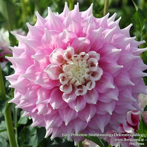 Gitts Perfection Dahlia 10 Bloom 3 Bush Soft Pink With White