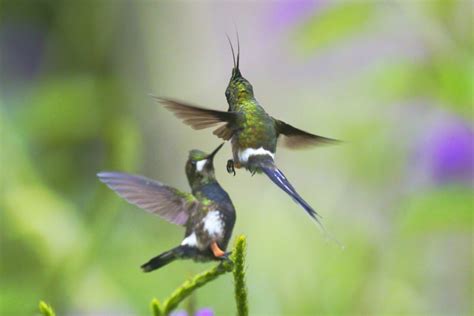 Colibríes De La Reserva Arena Blanca San Martín Perú