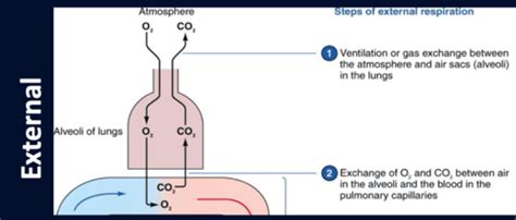 Resp Physiology Of Breathing Breathing Flashcards Quizlet