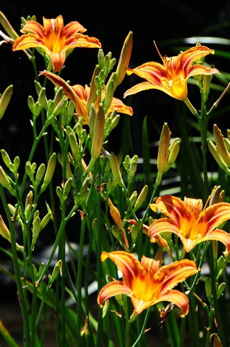 Daylily `mauna Loa` Hemerocallis Stock Photo Image Of Unique Orange