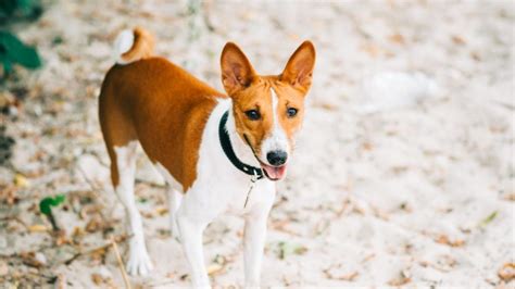 Perro De Agua Irland S Desc Brelo Todo Sobre Estos Perros Adopta