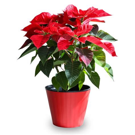 poinsettia plant color 7