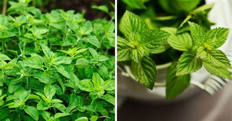 9 Indoor Herbs You Can Grow All Winter Long Gardening Channel