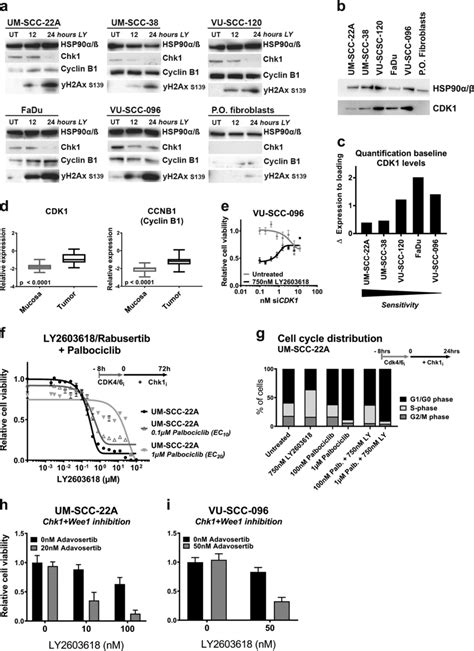 Molecular Pathway Analysis Of Cell Cycle Regulators Indicated Cdk1 As